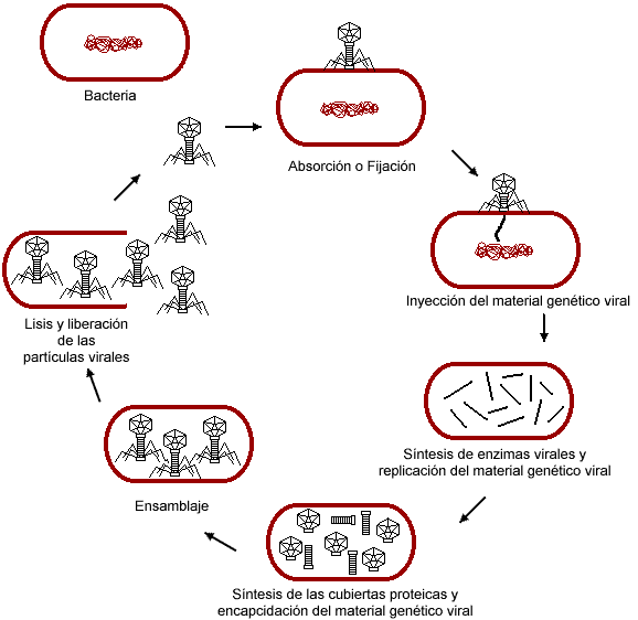 Resultado de imagen de ciclo bacteriofago