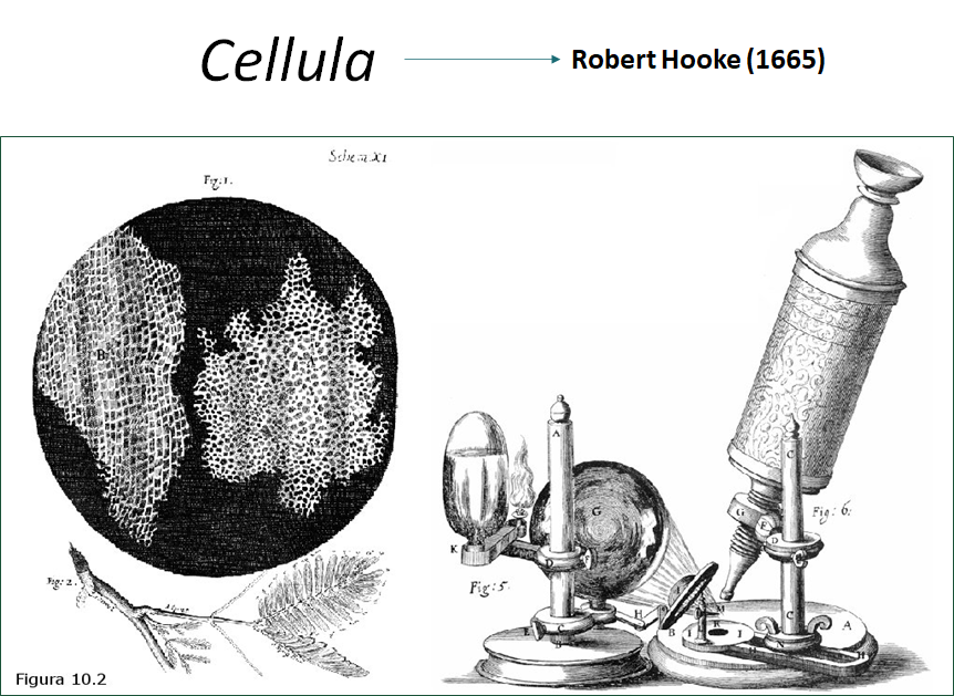Robert Hooke y la célula