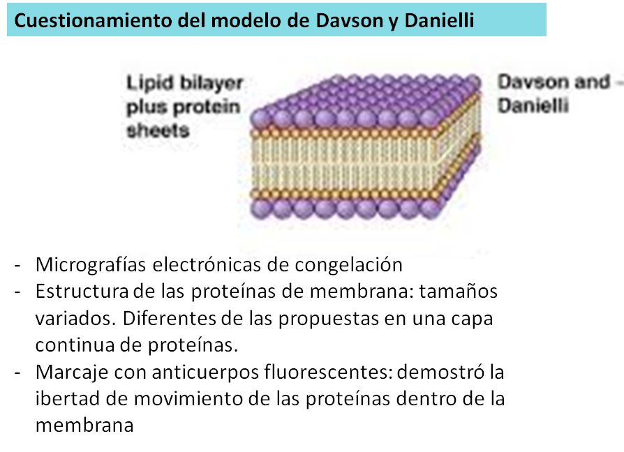 Modelo de Davsod y Danielli de la membrana plasmática. Se conoce también como el "modelo de sandwich"