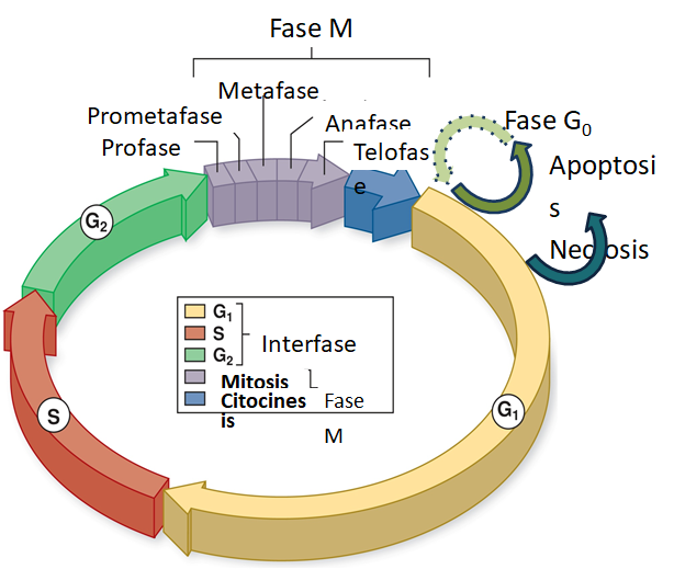 Fases del ciclo celular
Fase G1. Fase S. Fase G2. Fase M