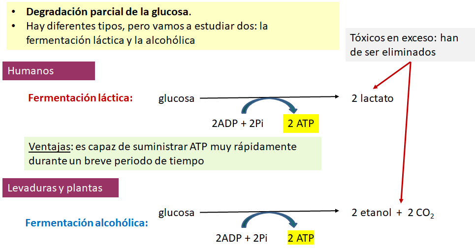 Reacciones globales de la fermentación láctica y fermentación alcohólica (respiración anaeróbica).