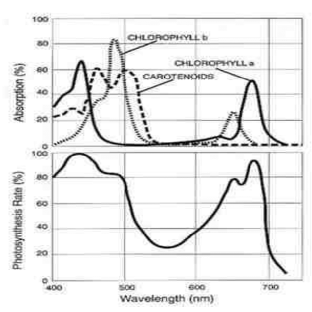Espectro de absorción y tasa de fotosíntesis (%) de los pigmentos fotosintéticos (clorofila a, clorofila b y carotenoides)